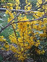 Forsythia pleureur (Grenoble, 2019-03)(2)